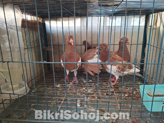 একজোড়া রানিং কবুতর, বাচ্চা কবুতর এবং দুইতলা খাঁচা বিক্রি করব